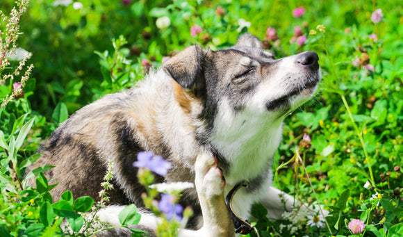 Springtime Pet Safety: How to Keep Your Pet Safe from Allergies & Pests