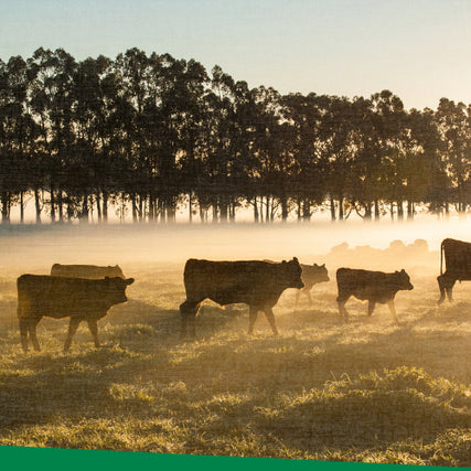 Animal Feed & Supplies