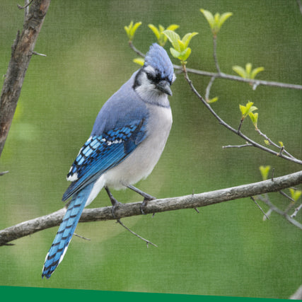 Wild Bird Feed & Supplies