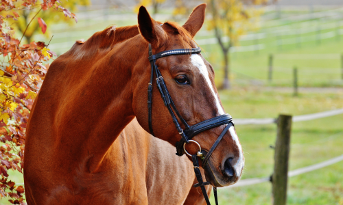 Brown horse wearing a bridle standing in a grassy field on a sunny day.