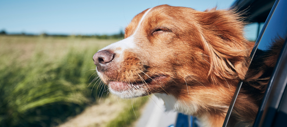 Tan and white dog with its nose sticking out of a truck window. The dog is the focal point, with a blurred green field in the background.