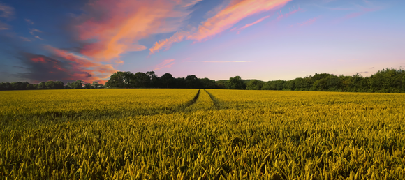 A field at sunset with tire tracks running through the middle. The sky is a blend of pink, purple, and blue hues.