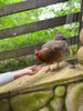 Zylina Healthy Mealworms