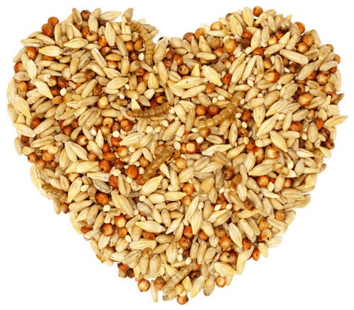 Love My Girls 5-Grain & Worms